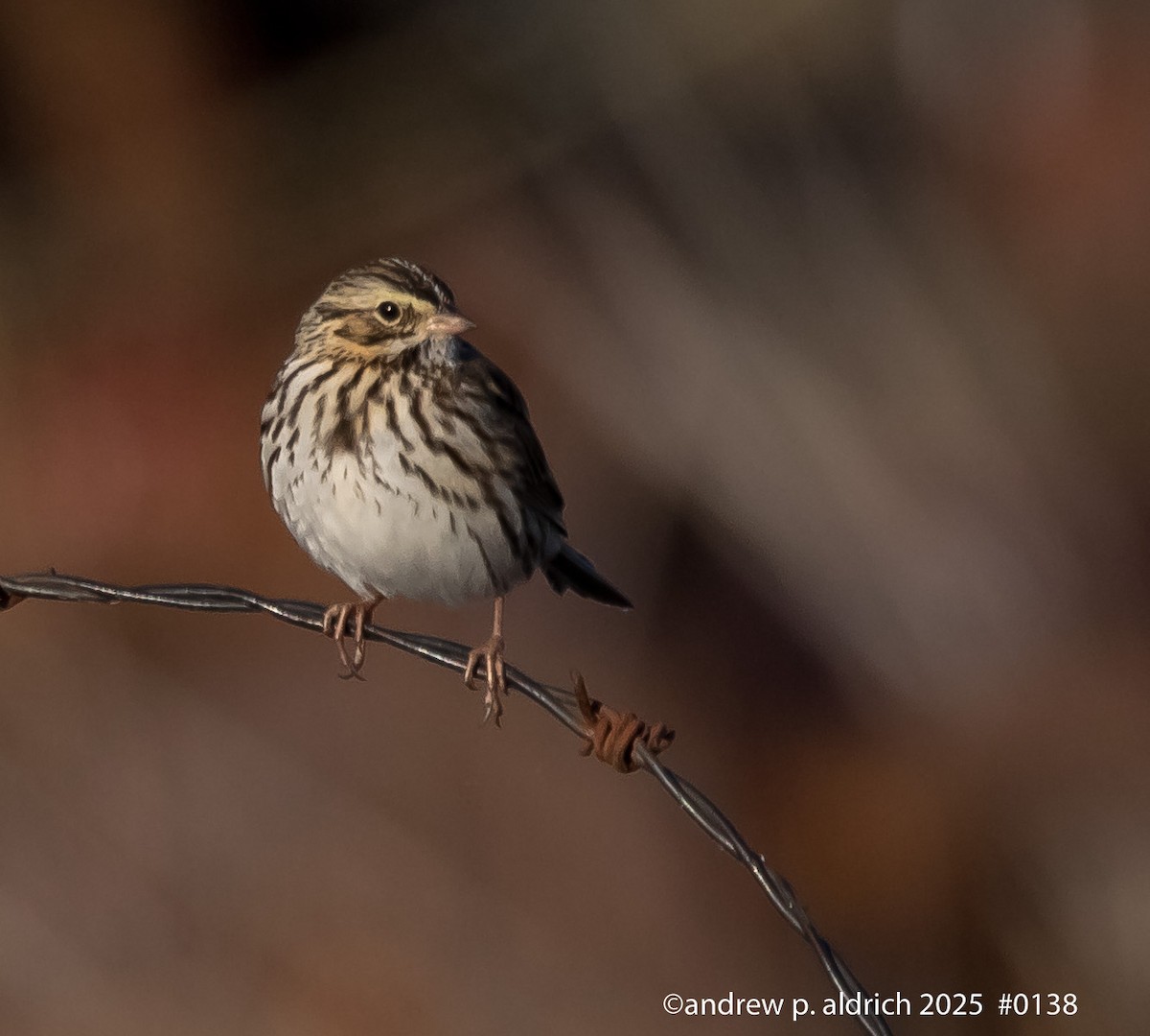 Пасовник савановий - ML647265942