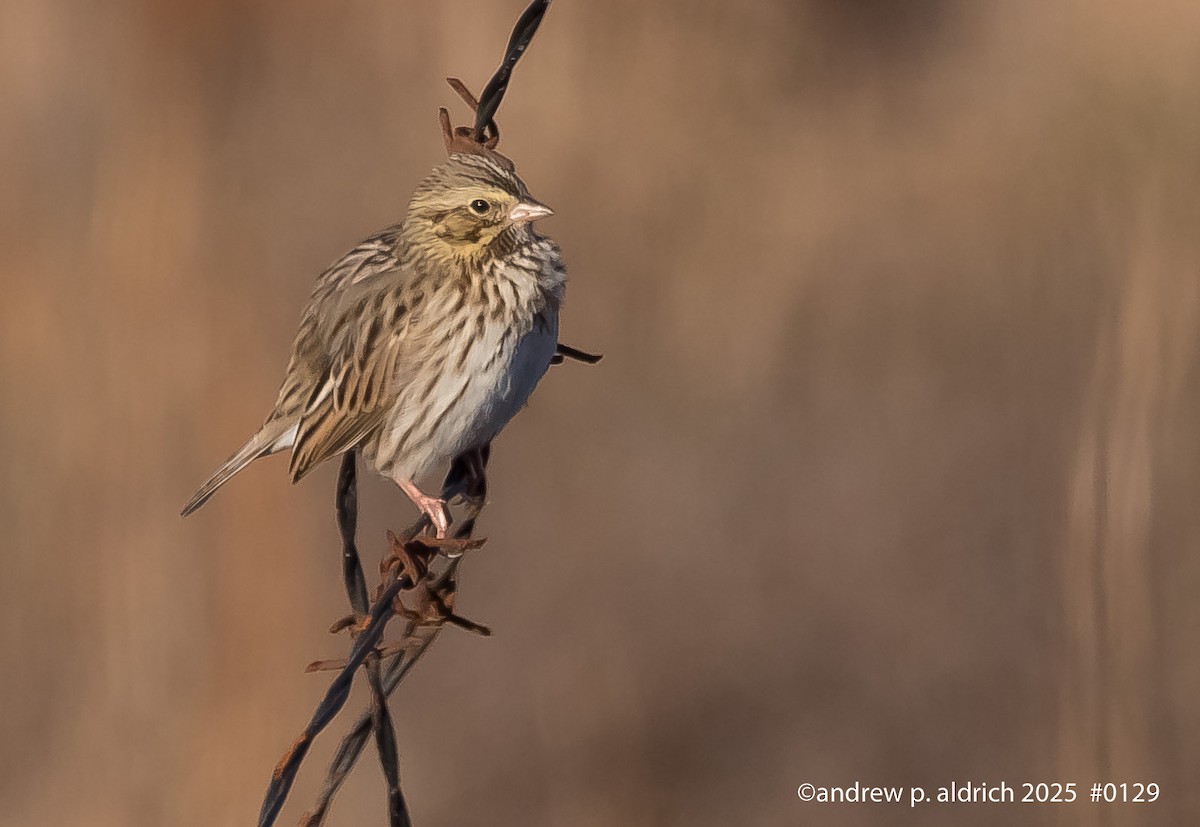 Пасовник савановий - ML647265943