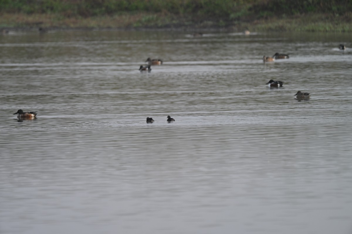 Least Grebe - ML647265954