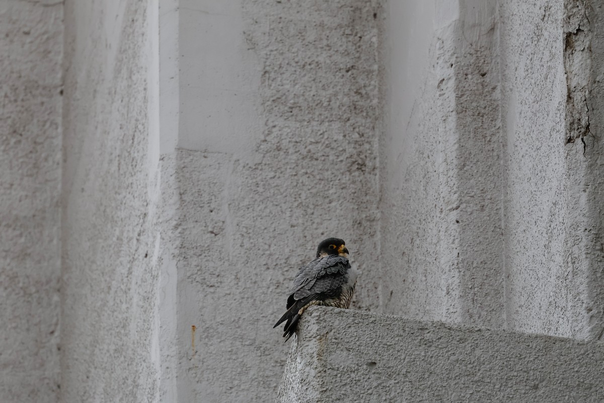 Peregrine Falcon - ML647265960