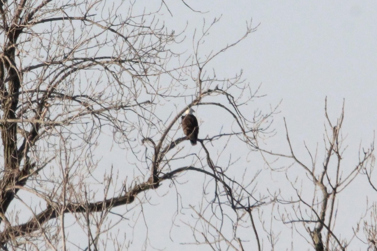 Bald Eagle - ML647265966