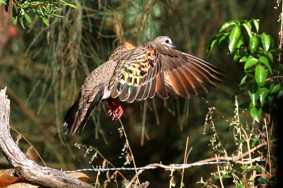 Common Bronzewing - ML647265971