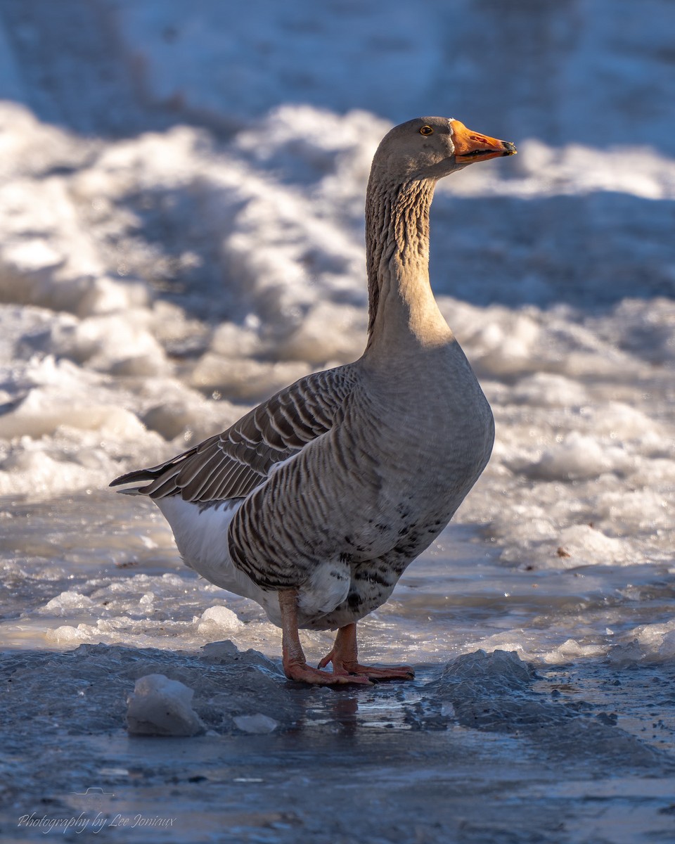 husa velká (domestikovaná) - ML647265975