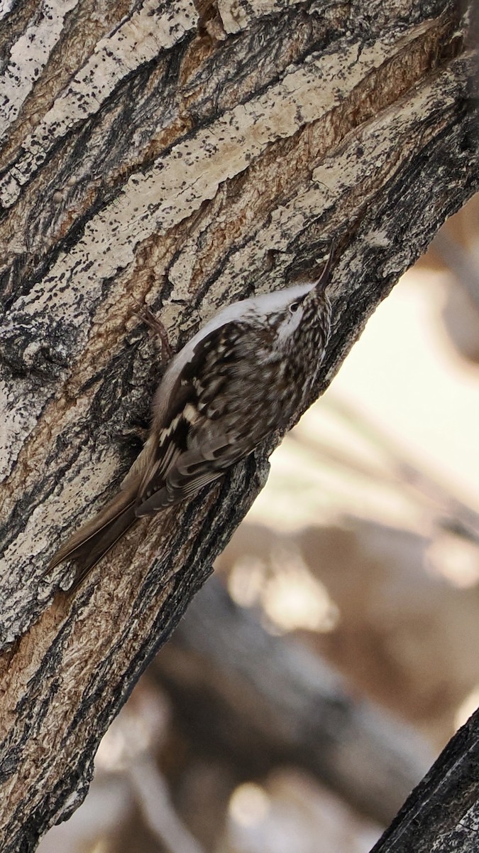 Brown Creeper - ML647265976