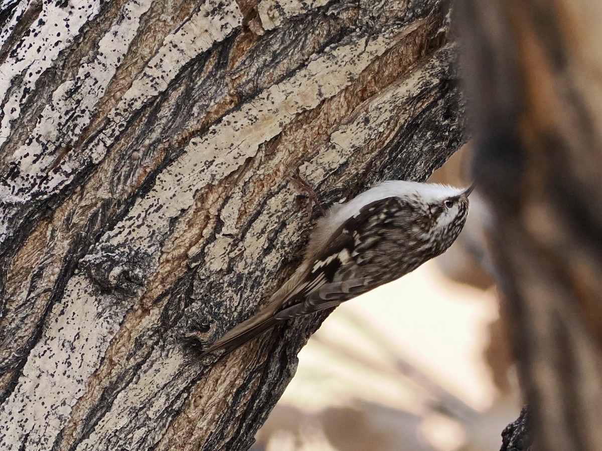 Brown Creeper - ML647265977