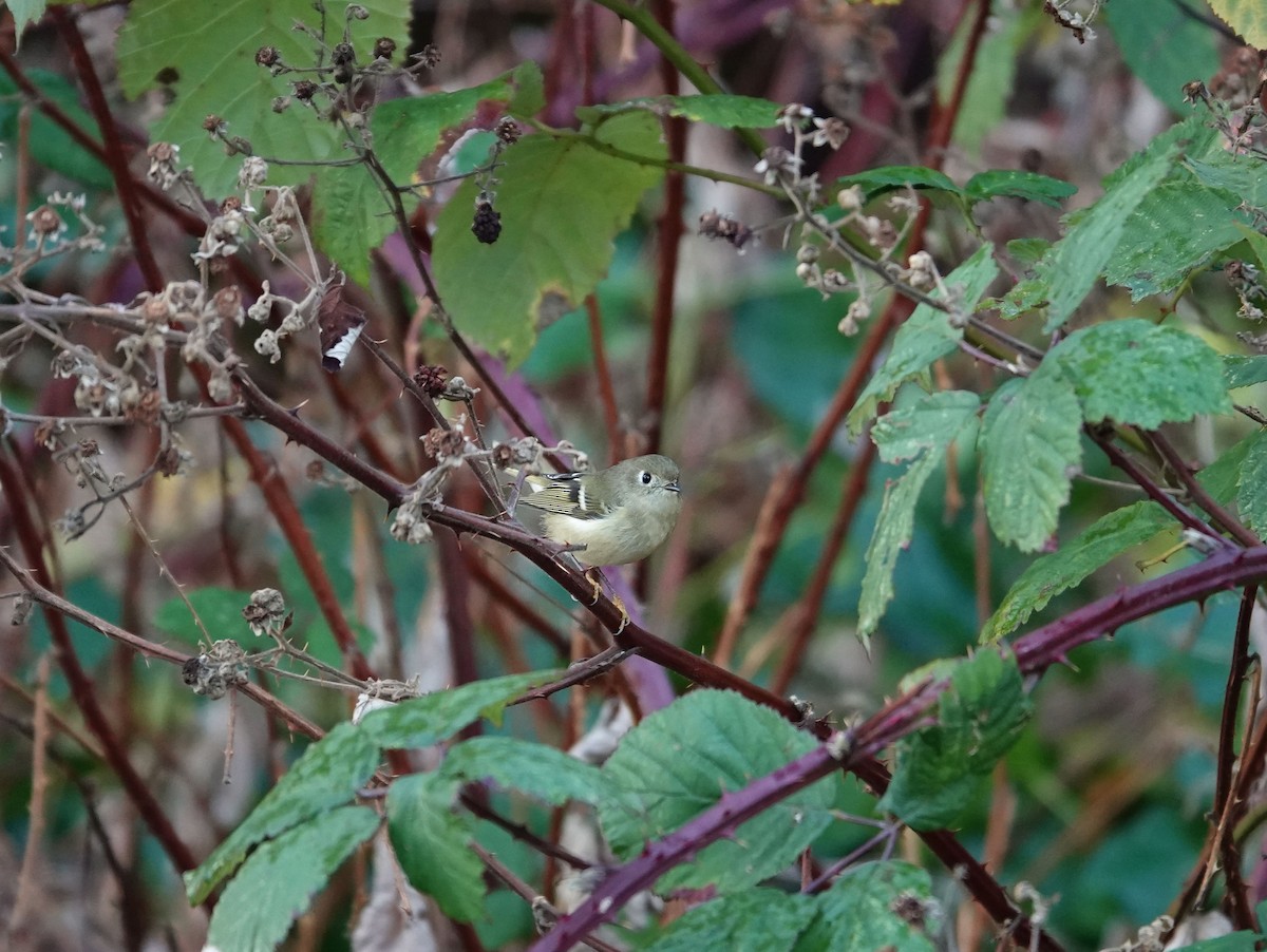 Ruby-crowned Kinglet - ML647265978