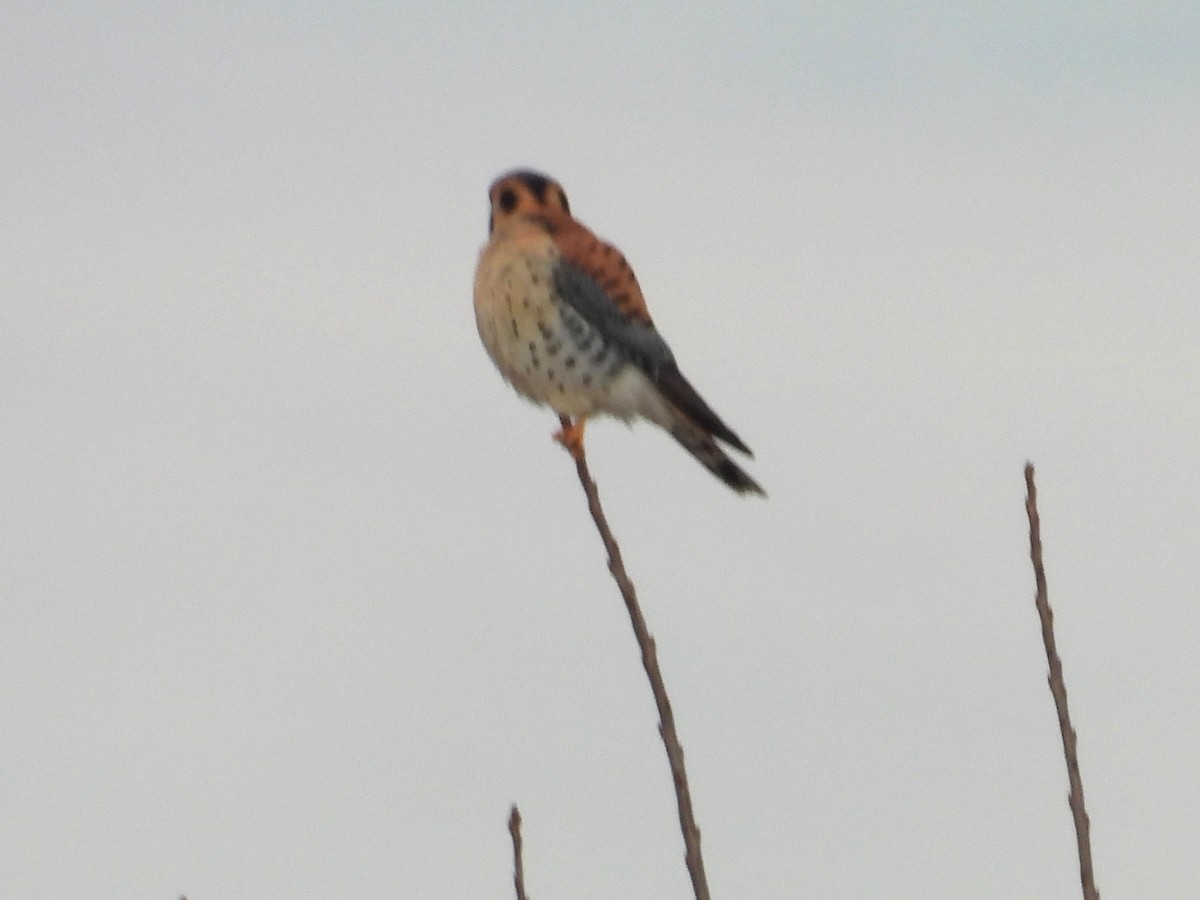 poštolka pestrá - ML647265985