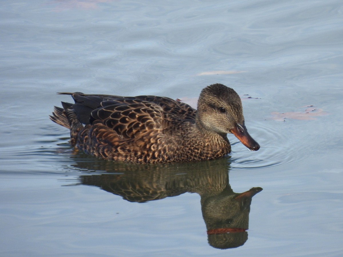 Boz Ördek - ML647265992