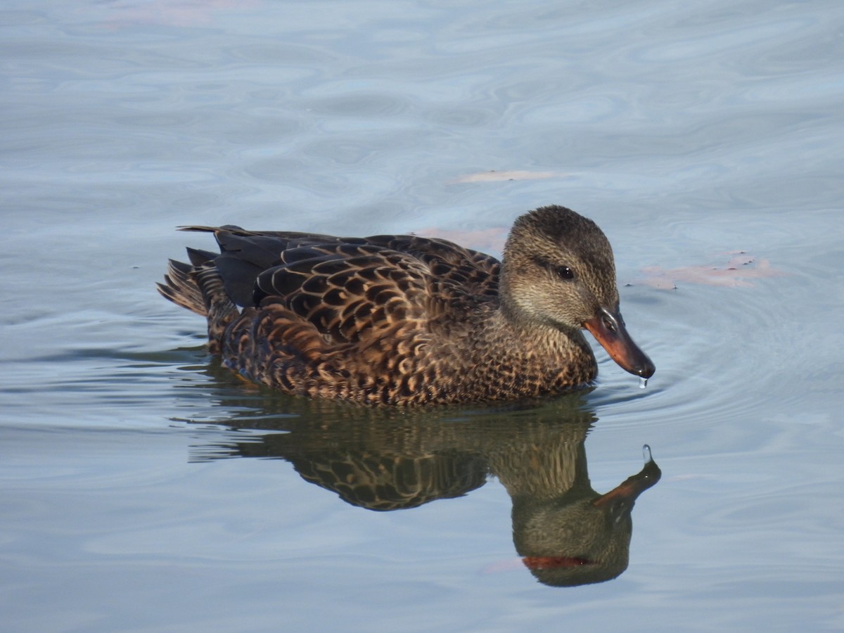 Boz Ördek - ML647265993