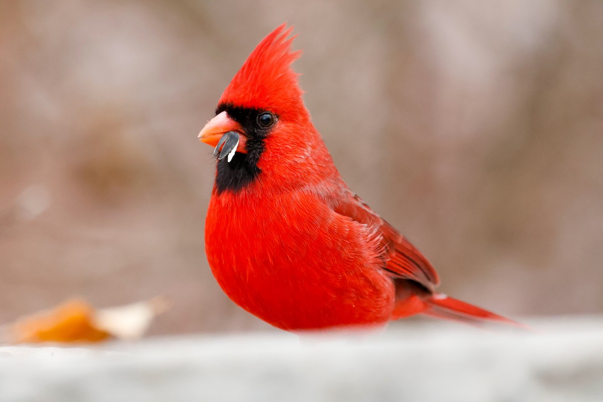Cardinal rouge - ML647265999