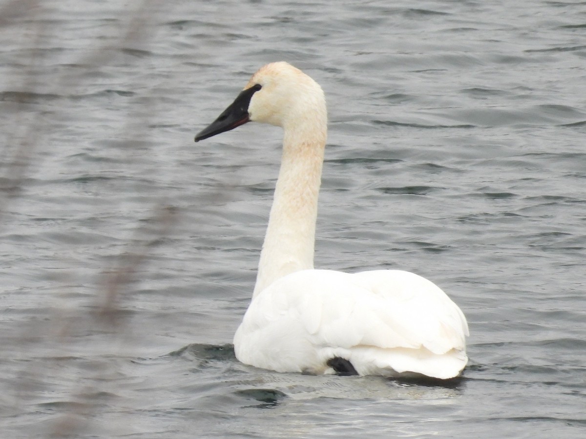 labuť trubač - ML647266005