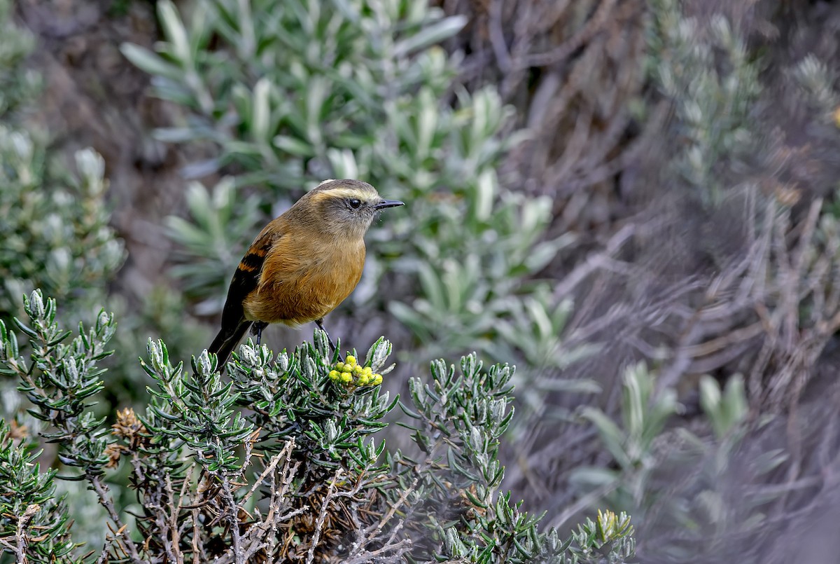 Brown-backed Chat-Tyrant - ML647266006