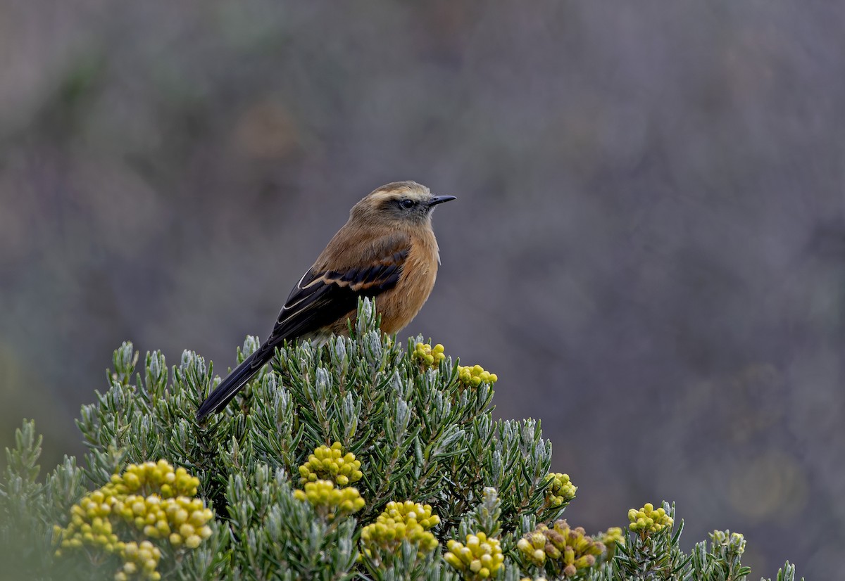 Brown-backed Chat-Tyrant - ML647266007