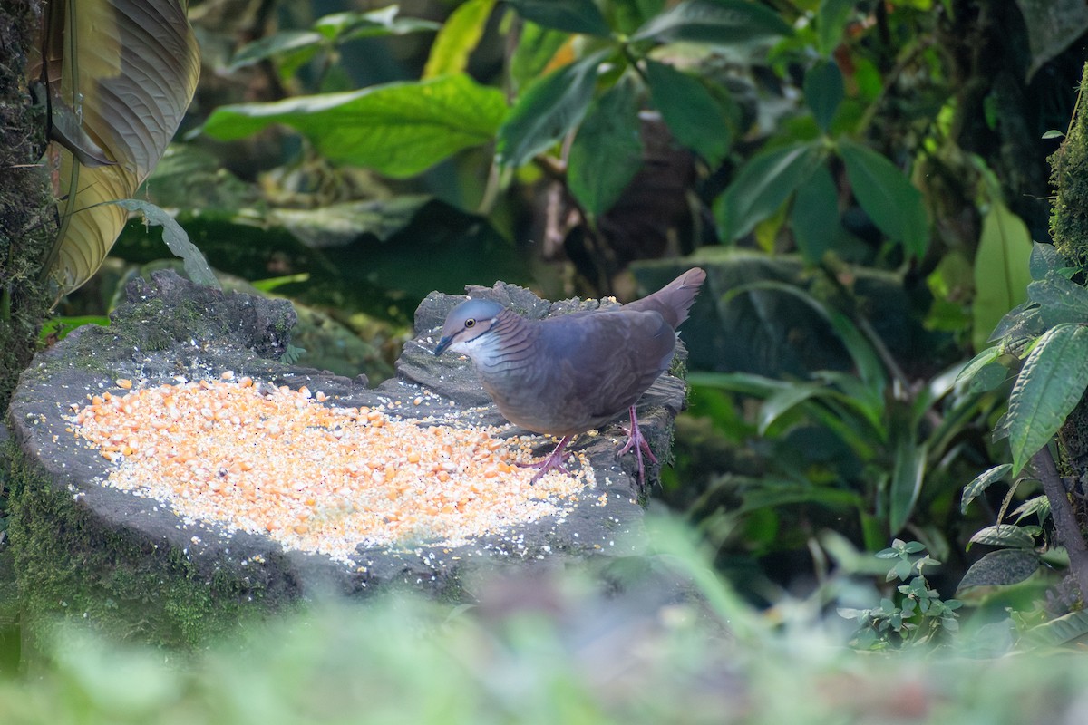 White-throated Quail-Dove - ML647266009