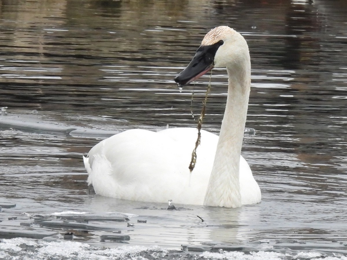 labuť trubač - ML647266010