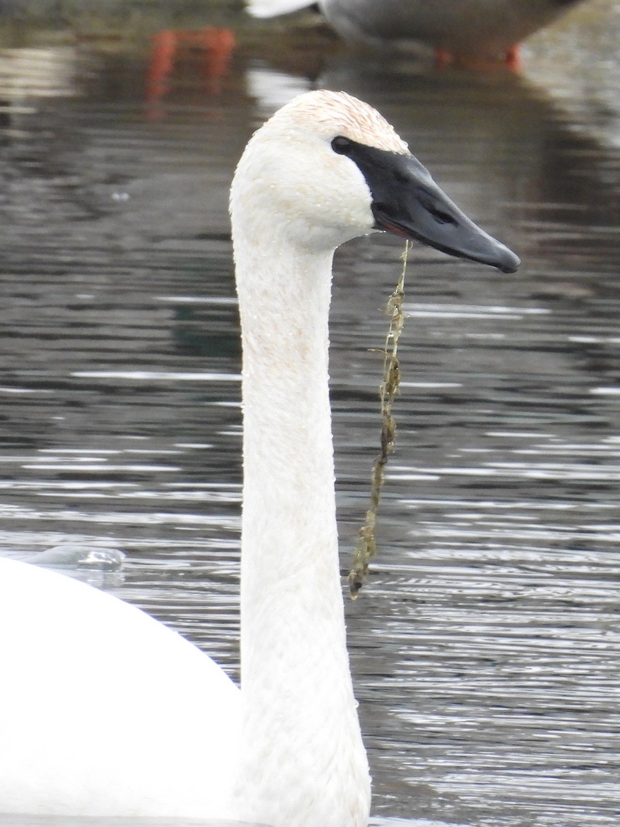 labuť trubač - ML647266014