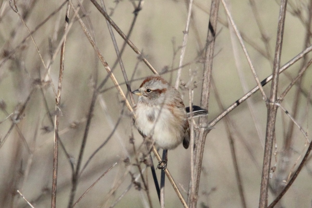 American Tree Sparrow - ML647266019
