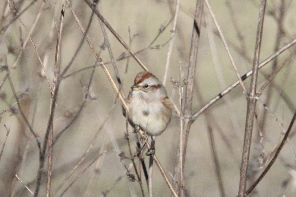 American Tree Sparrow - ML647266020