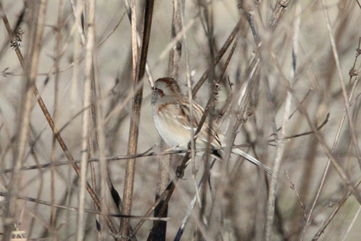 American Tree Sparrow - ML647266021