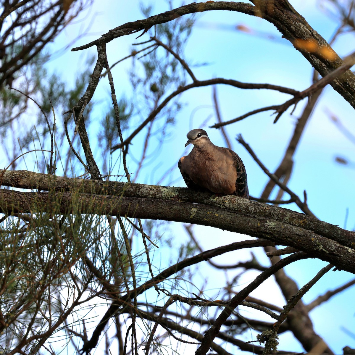 Common Bronzewing - ML647266022