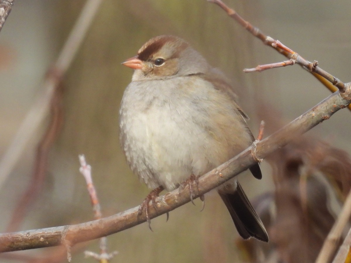strnadec bělopásý - ML647266040