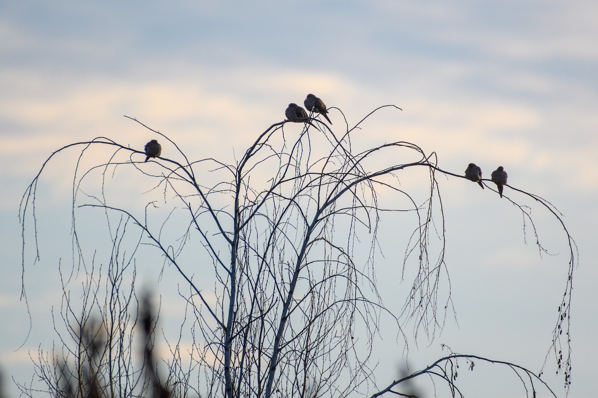 Carolinataube - ML647266041