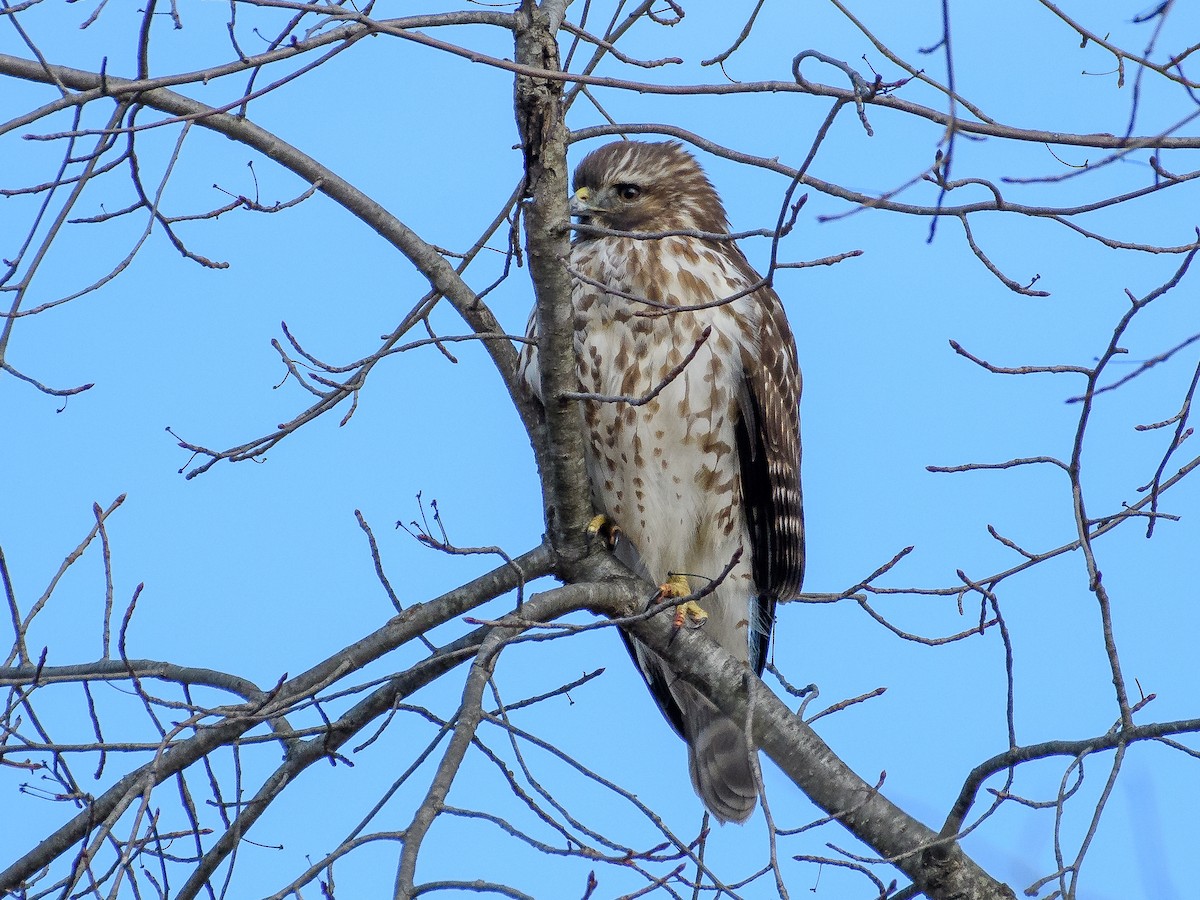 Rotschulterbussard - ML647266050