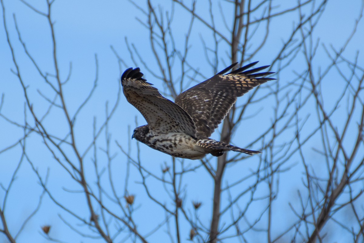 Rotschulterbussard - ML647266055