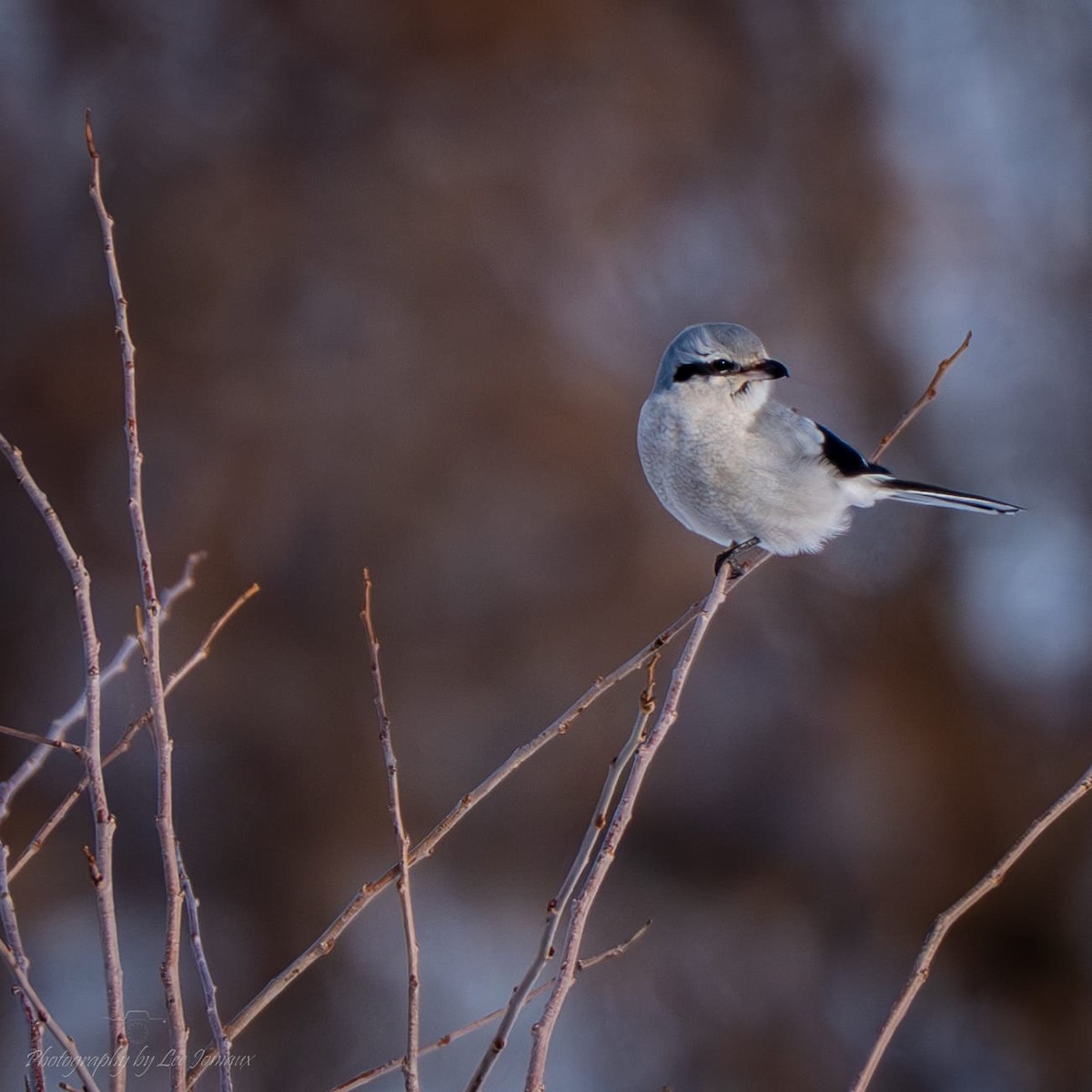 ťuhýk severní - ML647266056