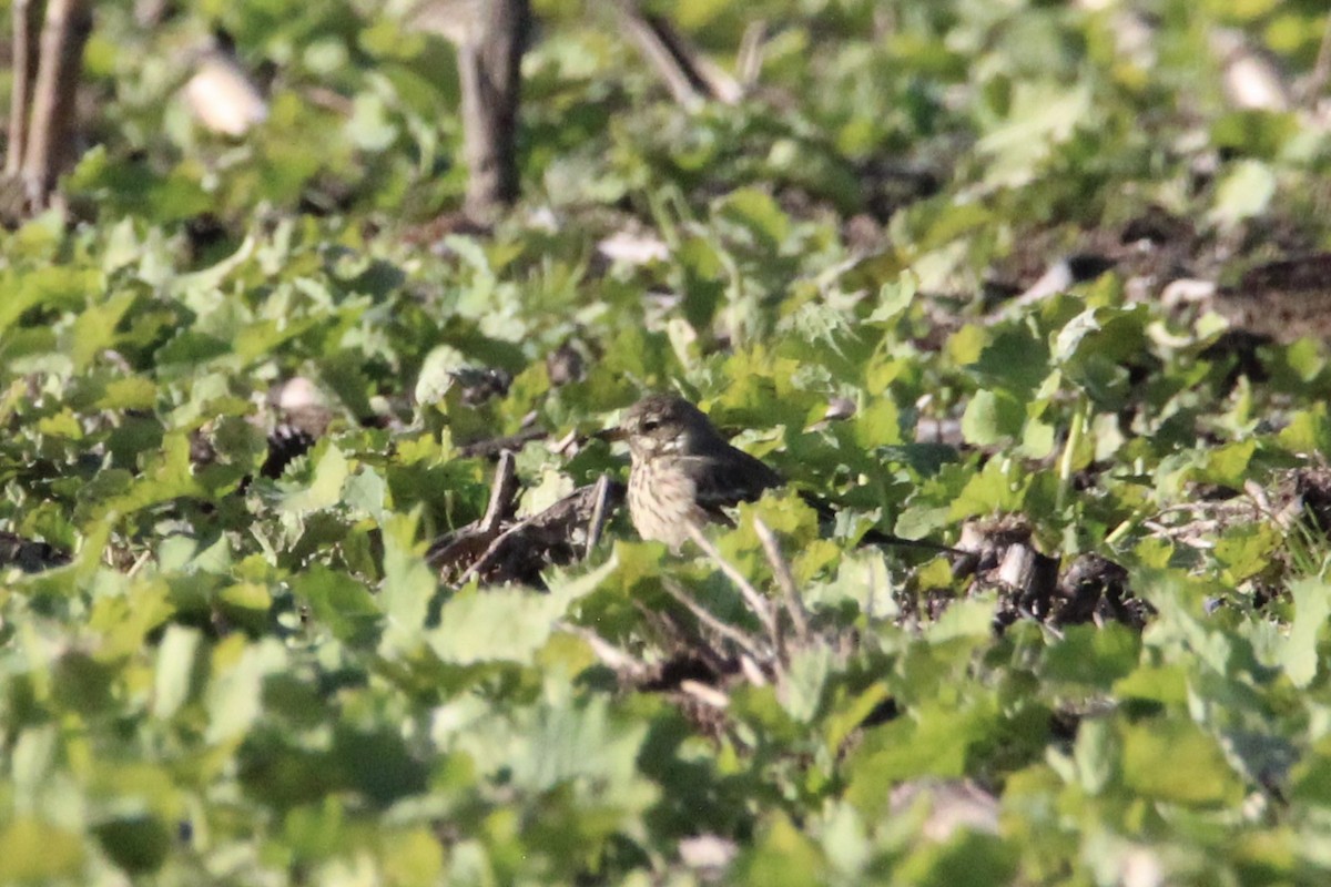 American Pipit - ML647266068