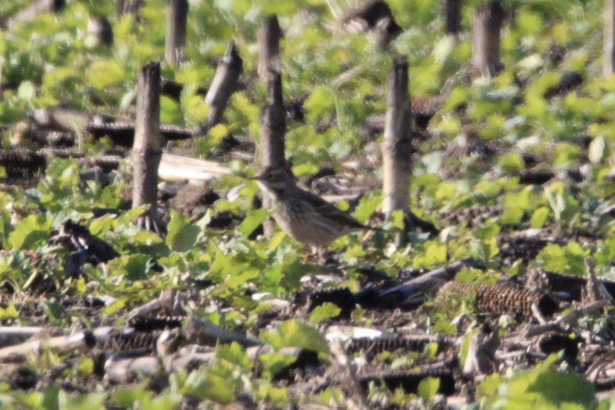 American Pipit - ML647266069