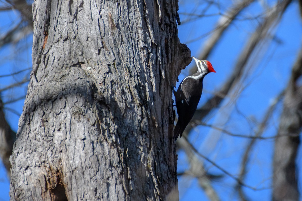 Helmspecht - ML647266070