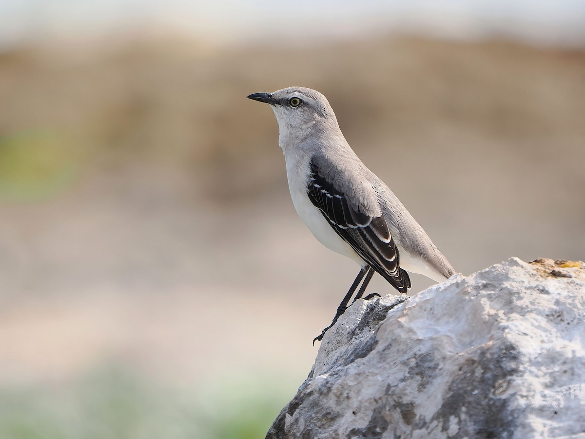 Tropikal Taklitçi - ML647266076