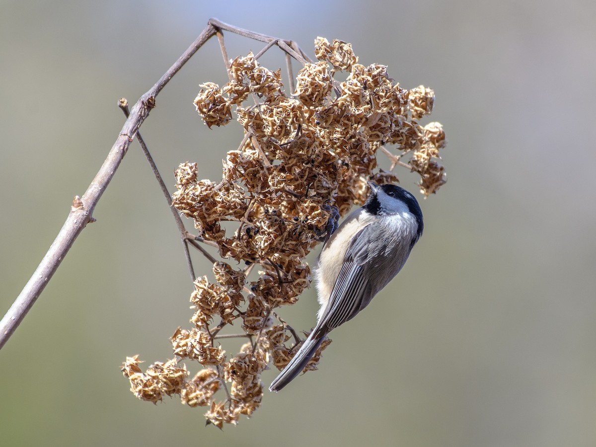 Каролинская гаичка - ML647266077