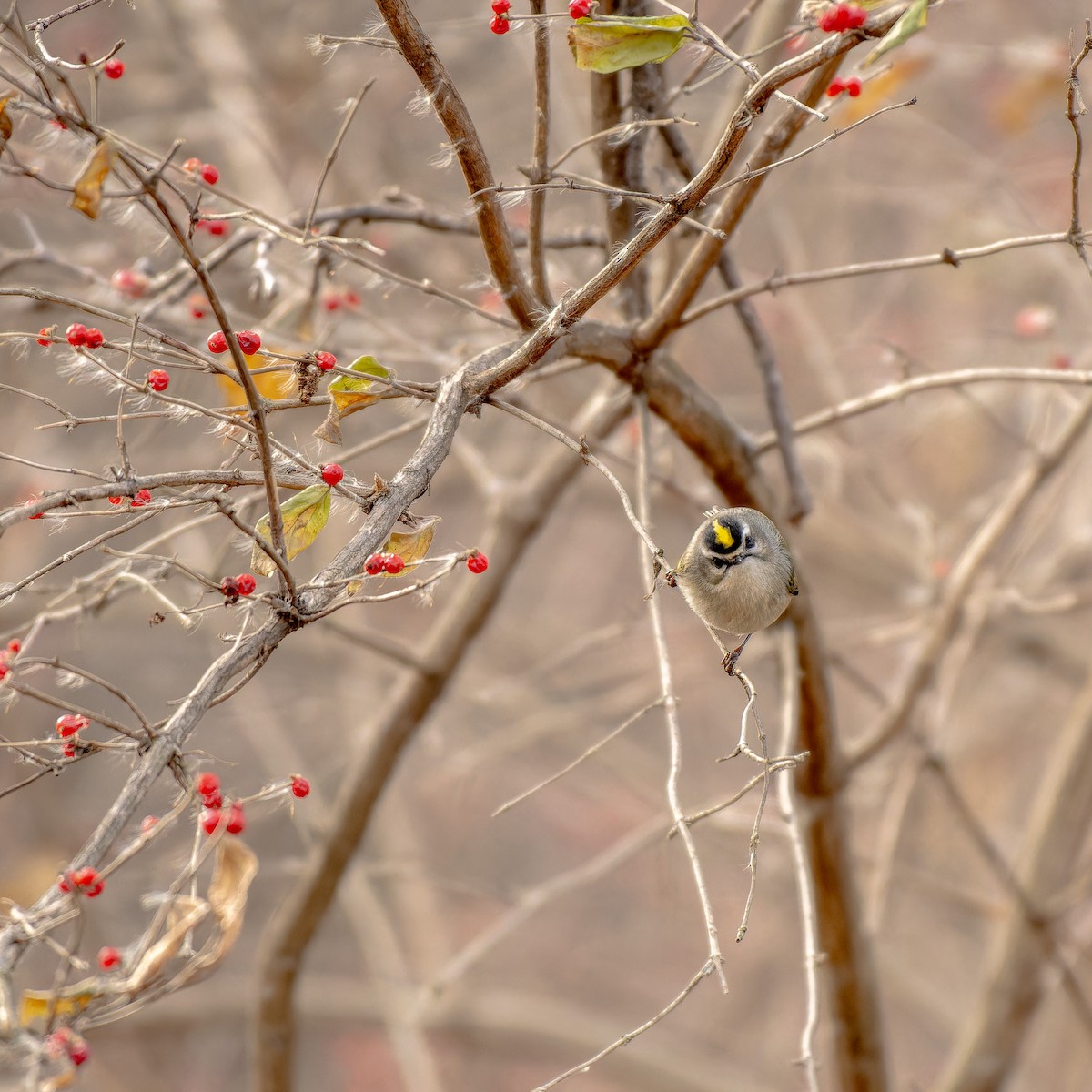 Erregetxo amerikarra - ML647266078