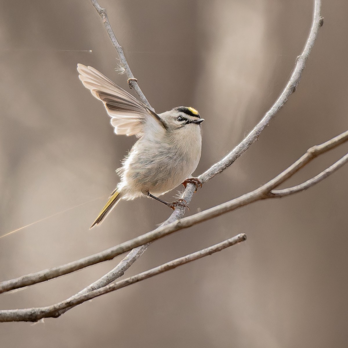 Erregetxo amerikarra - ML647266079