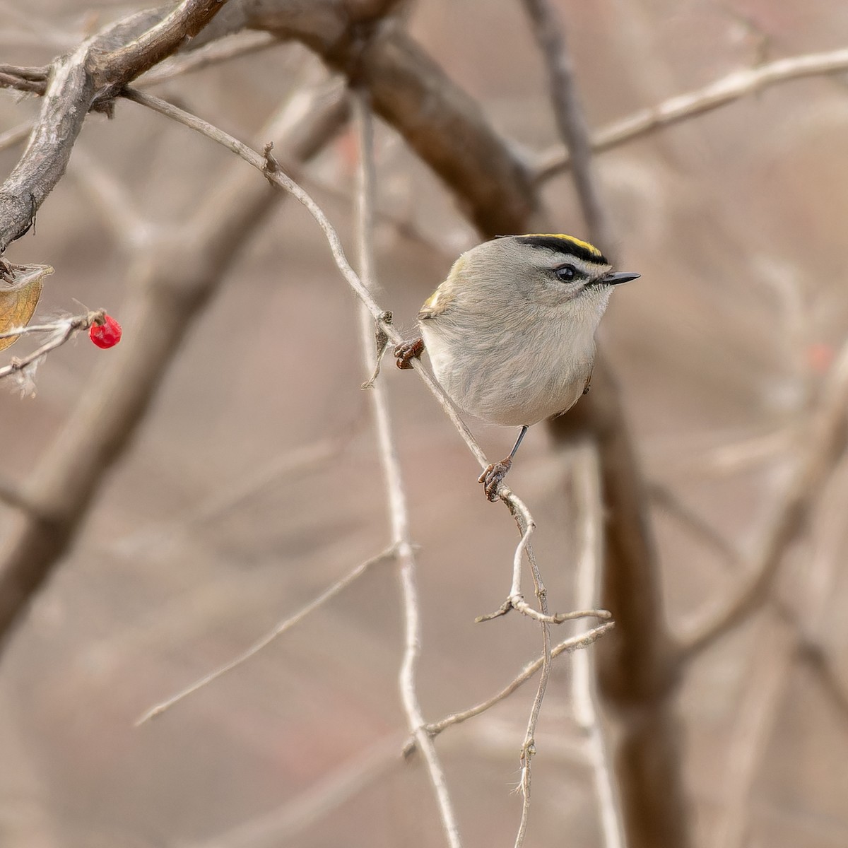 Erregetxo amerikarra - ML647266081
