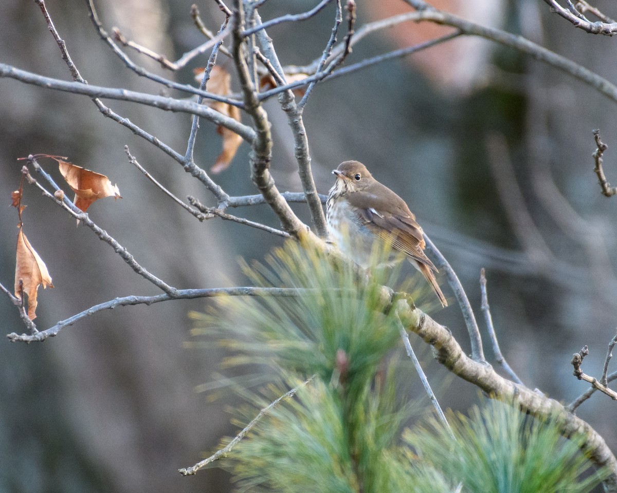 Einsiedler-Musendrossel - ML647266092