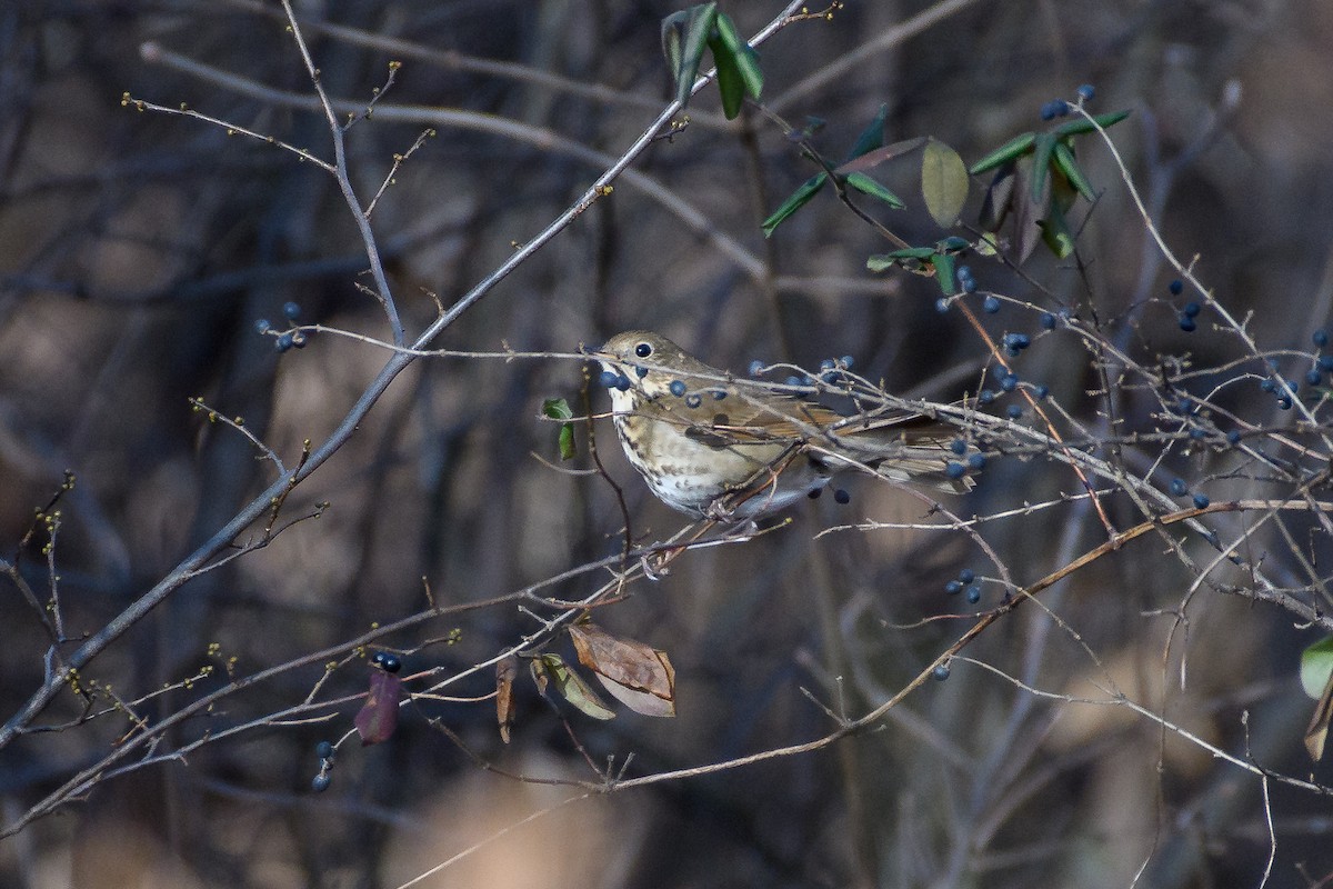 Einsiedler-Musendrossel - ML647266100