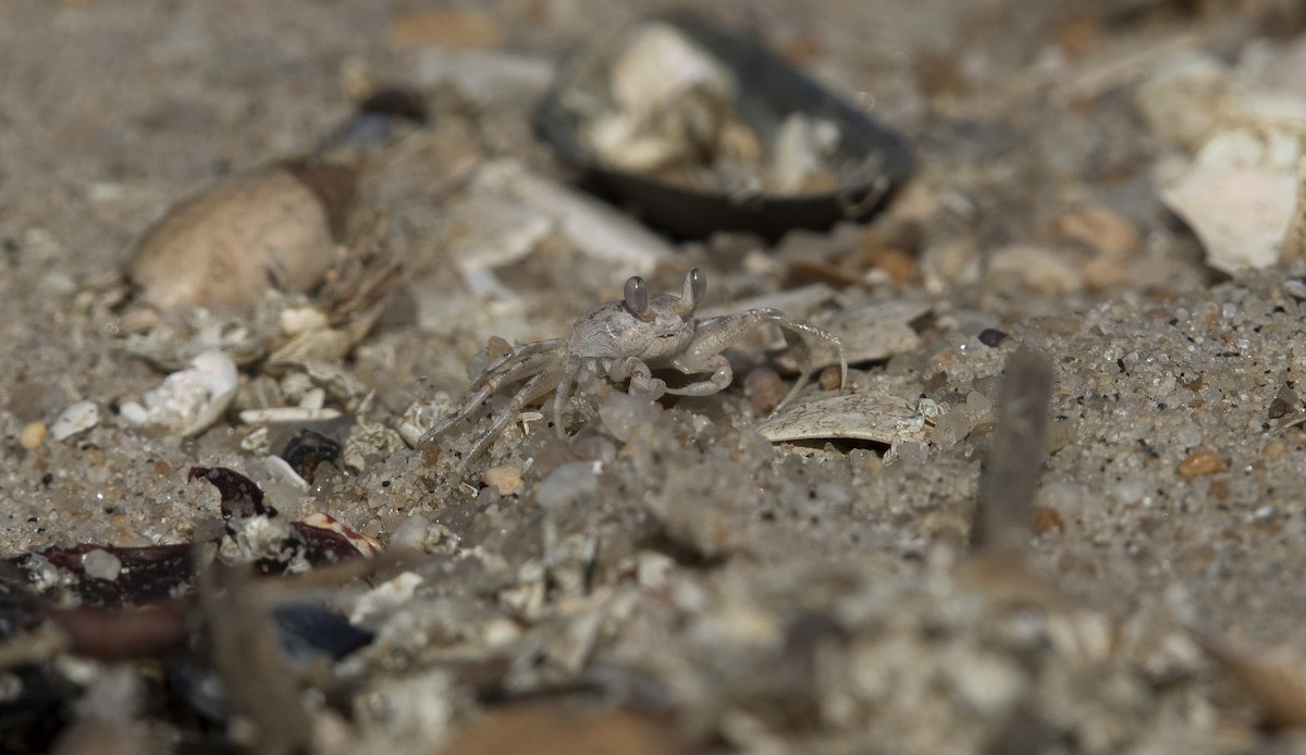 Atlantic Ghost Crab - ML647266108