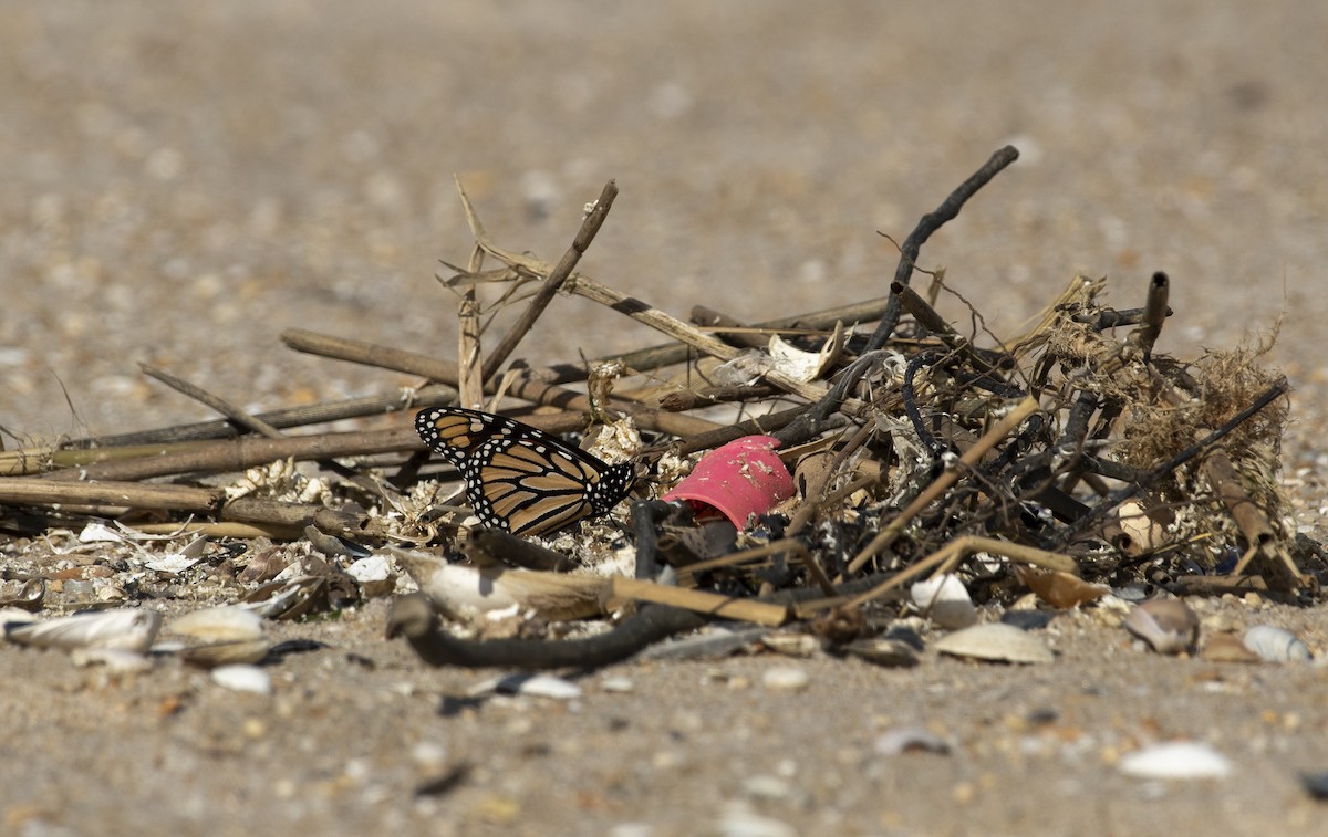 Monarch - ML647266110