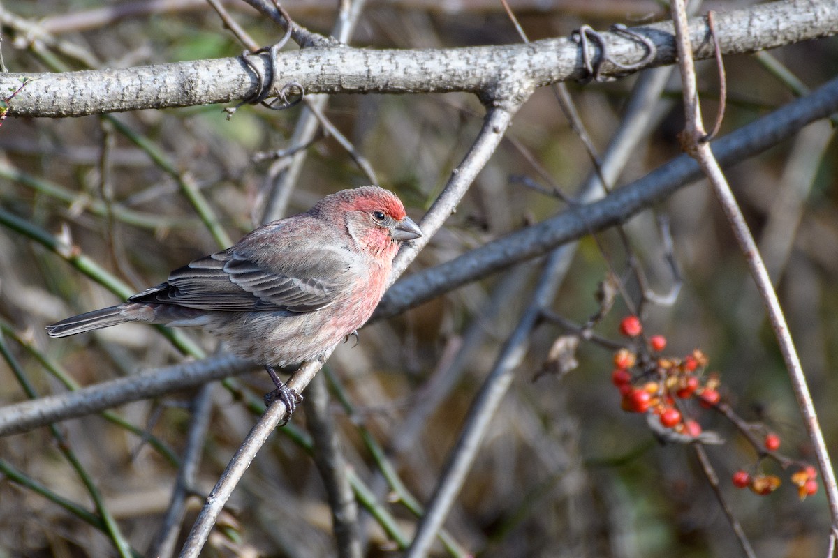 Hausgimpel - ML647266111