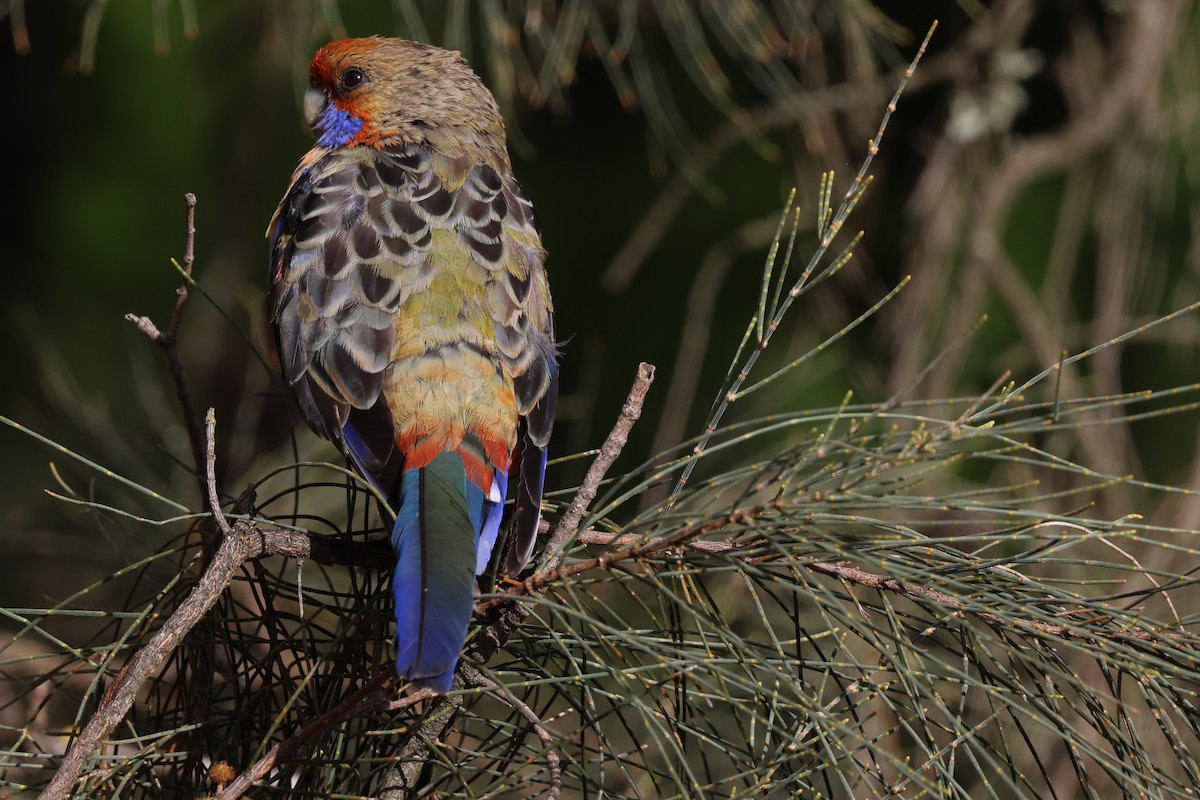 Crimson Rosella (Adelaide) - ML647266112