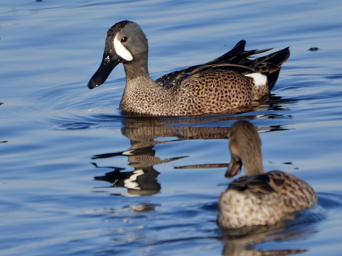 Blue-winged Teal - ML647266113