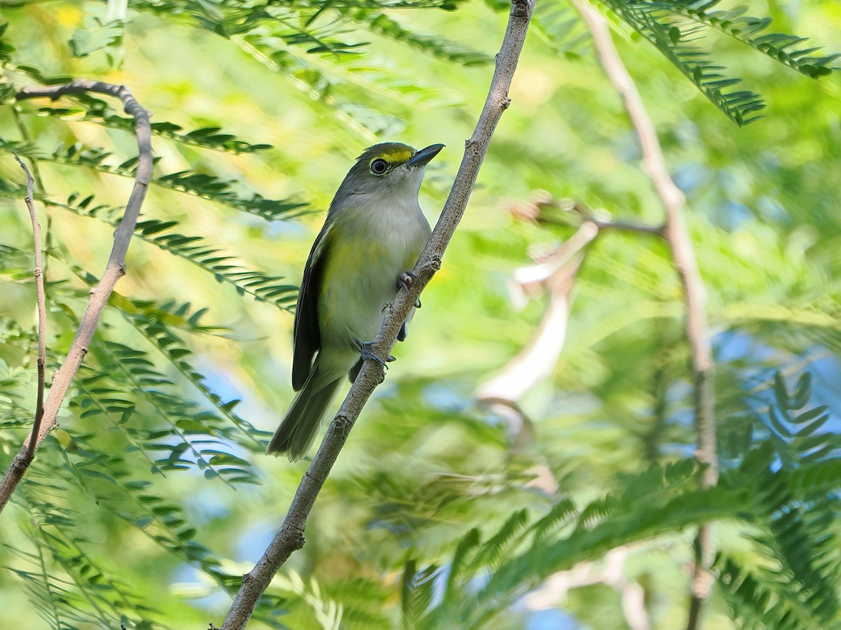 Vireo Ojiblanco - ML647266114