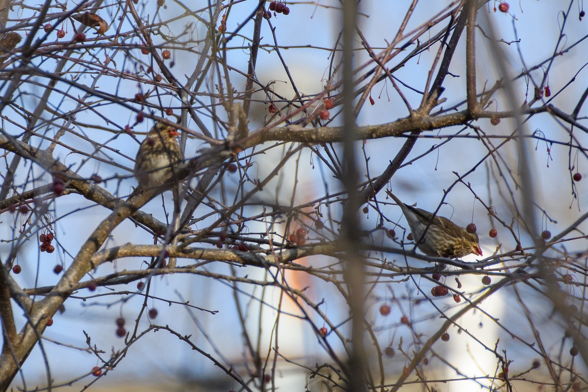 Purpurgimpel - ML647266117