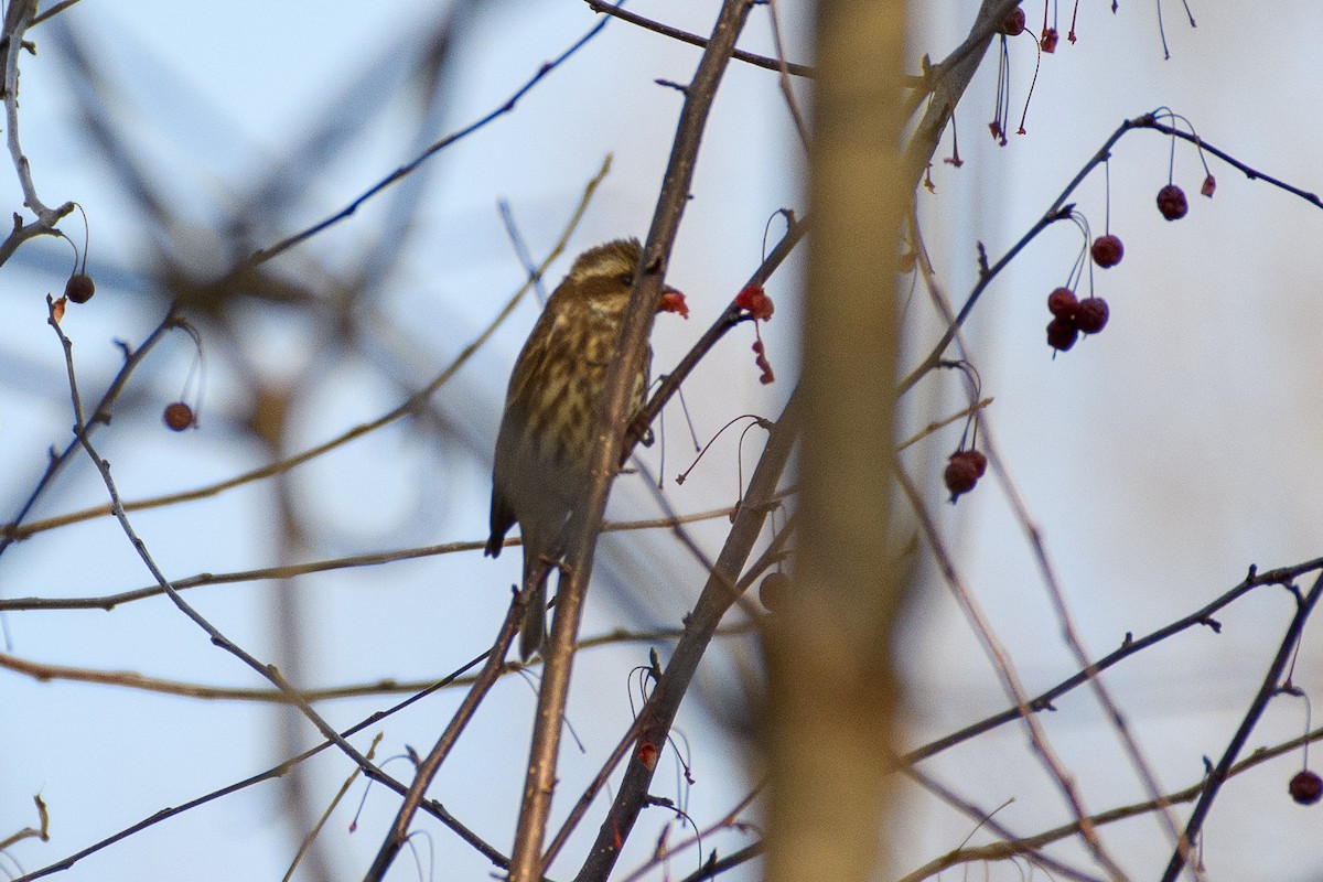 Purpurgimpel - ML647266125