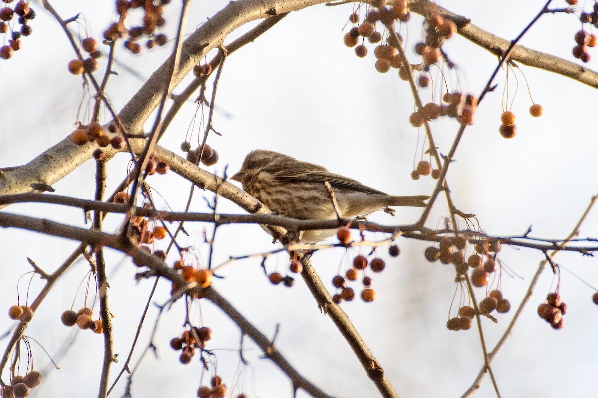 Purpurgimpel - ML647266126