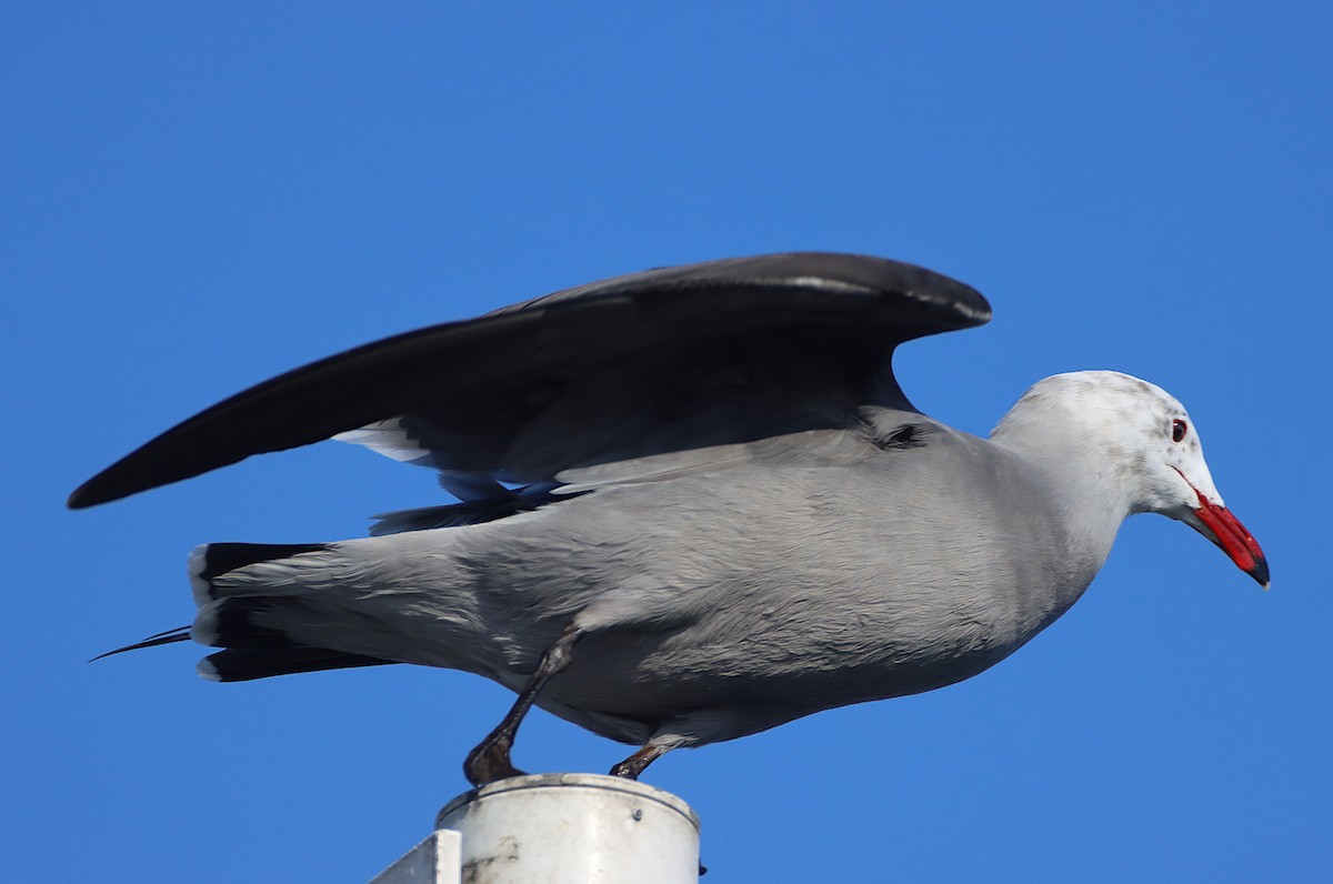 Heermann's Gull - ML647266128