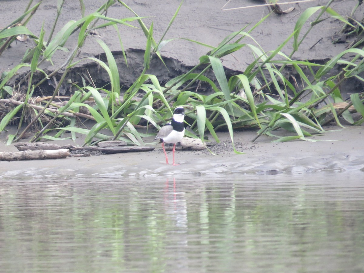 Cayena Kızkuşu - ML647266131